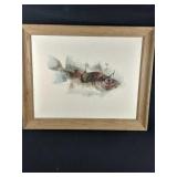1956 Framed Fish Print