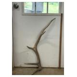 South Dakota Elk Antler Shed