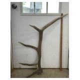 South Dakota Elk Antler Shed