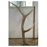 South Dakota Elk Antler Shed