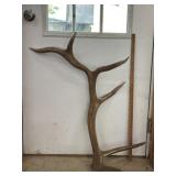 South Dakota Elk Antler Shed