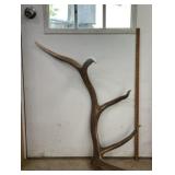 South Dakota Elk Antler Shed