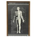 1940s Human Body Poster by Eastman Kodak Company