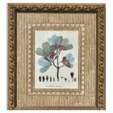 Bombax Pubescens Botanical Print w/Gilt Frame