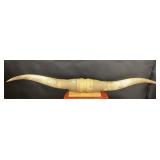 Mounted 40inch Bullhorns