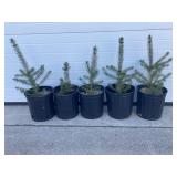 Five blue spruce in 2 gallon pots