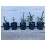 Five blue spruce in 2 gallon pots