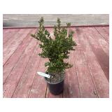 boxwood bush