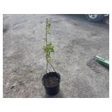 white lilac