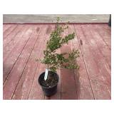 boxwood bush