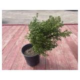 boxwood bush