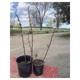 2 raspberry plants