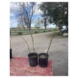 2 raspberry plants