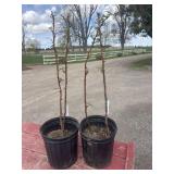 2 raspberry plants