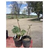1 raspberry plant & 1 rhubarb plant