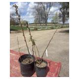 2 raspberry plants