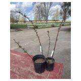 2 raspberry plants