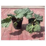 2 rhubarb plants