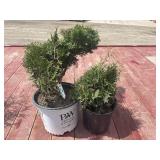 2 globe cedars