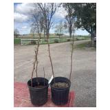 2 raspberry plants