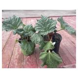 2 rhubarb plants