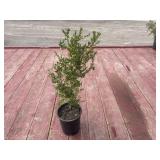 boxwood bush