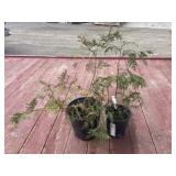2 cedar trees