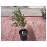 boxwood bush