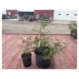 2 cedar trees