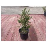 boxwood bush