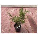 boxwood bush