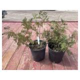 2 cedar trees
