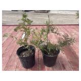 2 cedar trees