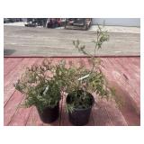 2 cedar trees