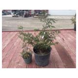 2 cedar trees