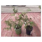 2 cedar trees