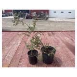 2 cedar trees