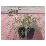 2 cedar trees