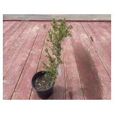 boxwood bush