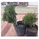 2 globe cedars