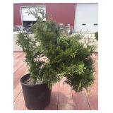 1 globe cedar