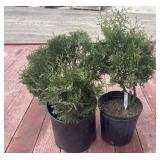 2 globe cedars