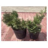 2 globe cedars