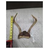 182. vintage deer antler skull cap mount