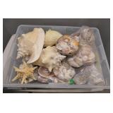 Silly Sally's Seashells from the seashore for sale