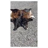 Cowhide rug, 5- 6 x 6ï¿½
