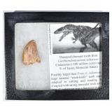 100 MILLION YEARS THEROPOD DINOSAUR TOOTH 100 MILLION YEARS THEROPOD DINOSAUR TOOTH
