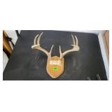 Deer Antler Mount