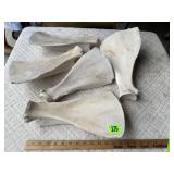 Bleached Cow Bones