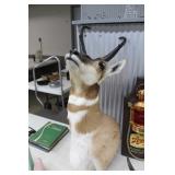 Antelope Mount 
